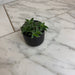 The Plant Farm® Houseplants Cyanotis Somaliensis, 2" Plant