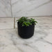 The Plant Farm® Houseplants Cyanotis Somaliensis, 2" Plant