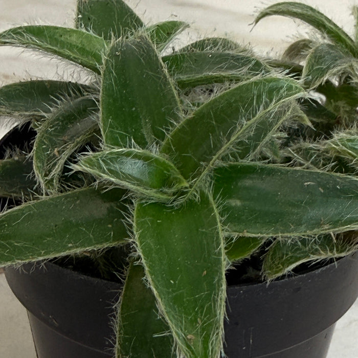 The Plant Farm® Houseplants Cyanotis Somaliensis, 2" Plant