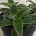 The Plant Farm® Houseplants Cyanotis Somaliensis, 2" Plant