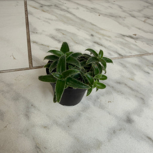 The Plant Farm® Houseplants Cyanotis Somaliensis, 2" Plant