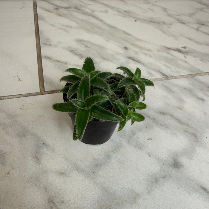 The Plant Farm® Houseplants Cyanotis Somaliensis, 2" Plant