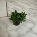 The Plant Farm® Houseplants Cyanotis Somaliensis, 2" Plant