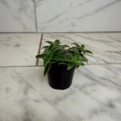 The Plant Farm® Houseplants Cyanotis Somaliensis, 2" Plant