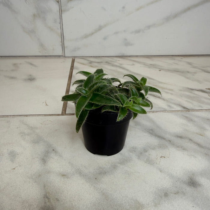 The Plant Farm® Houseplants Cyanotis Somaliensis, 2" Plant