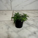 The Plant Farm® Houseplants Cyanotis Somaliensis, 2" Plant