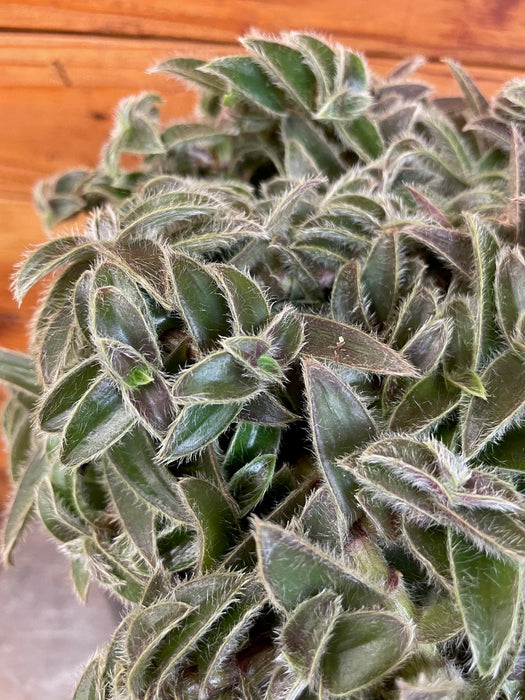 kitten ears succulent Cyanotis Somaliensis, 6” Plant