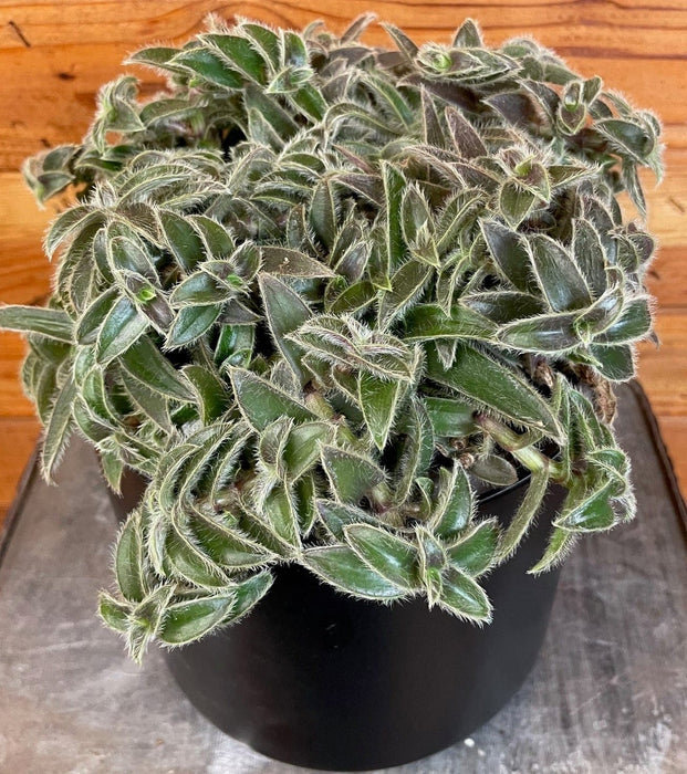 The Plant Farm® Houseplants Cyanotis Somaliensis, 6” Plant