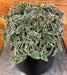 The Plant Farm® Houseplants Cyanotis Somaliensis, 6” Plant