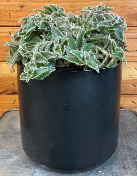 The Plant Farm® Houseplants Cyanotis Somaliensis, 6” Plant