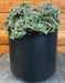 The Plant Farm® Houseplants Cyanotis Somaliensis, 6” Plant