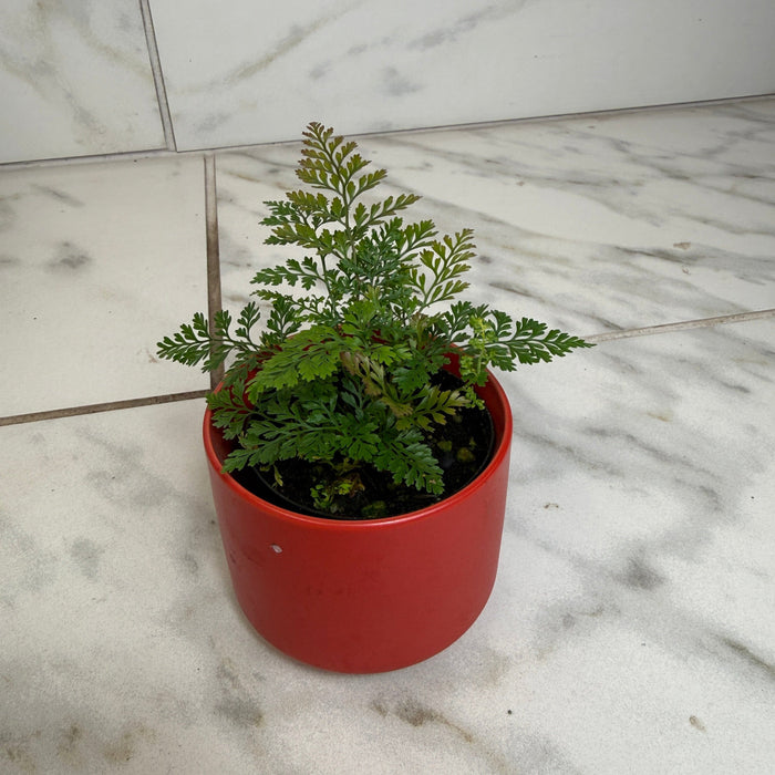 The Plant Farm® Houseplants Davallia Rabbit's Foot Fern, 2" Plant