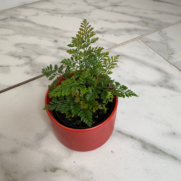 The Plant Farm® Houseplants Davallia Rabbit's Foot Fern, 2" Plant