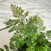 The Plant Farm® Houseplants Davallia Rabbit's Foot Fern, 2" Plant