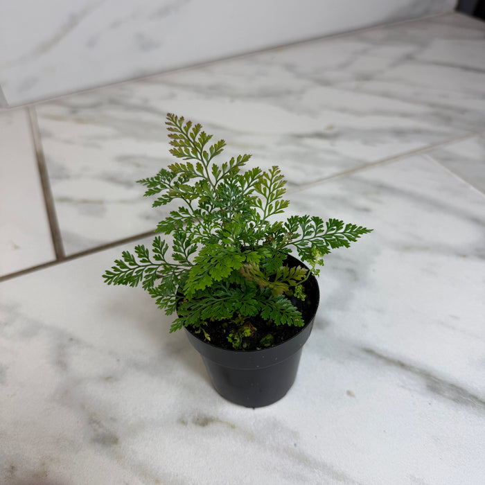 The Plant Farm® Houseplants Davallia Rabbit's Foot Fern, 2" Plant