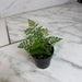 The Plant Farm® Houseplants Davallia Rabbit's Foot Fern, 2" Plant