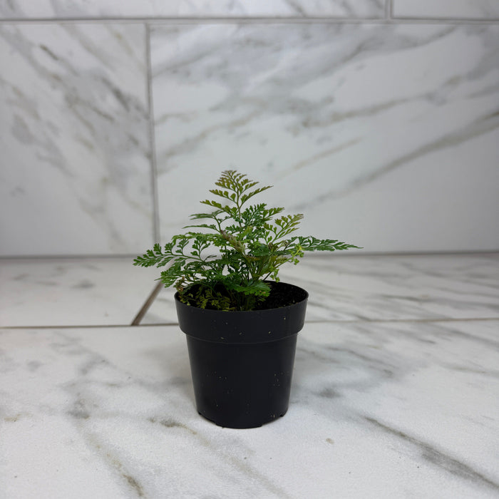 The Plant Farm® Houseplants Davallia Rabbit's Foot Fern, 2" Plant