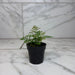 The Plant Farm® Houseplants Davallia Rabbit's Foot Fern, 2" Plant