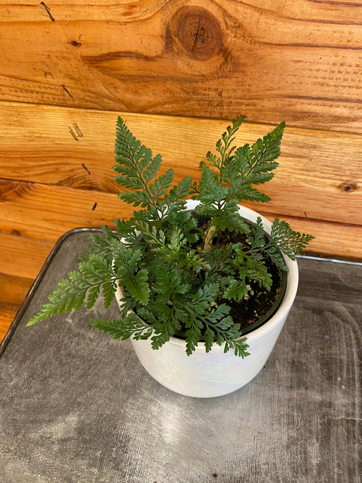 The Plant Farm® Houseplants Davallia Rabbit's Foot Fern, 4" Plant