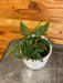 The Plant Farm® Houseplants Davallia Rabbit's Foot Fern, 4" Plant