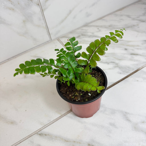 The Plant Farm® Houseplants Didymochlaena Truncatula Mahogany Fern 4" Plant