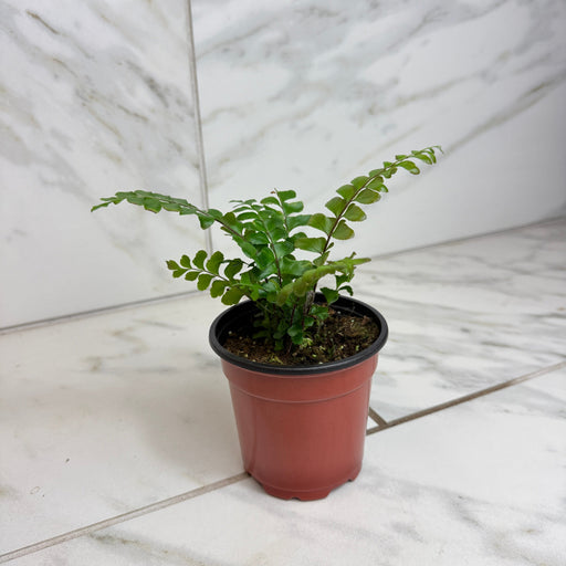 The Plant Farm® Houseplants Didymochlaena Truncatula Mahogany Fern 4" Plant