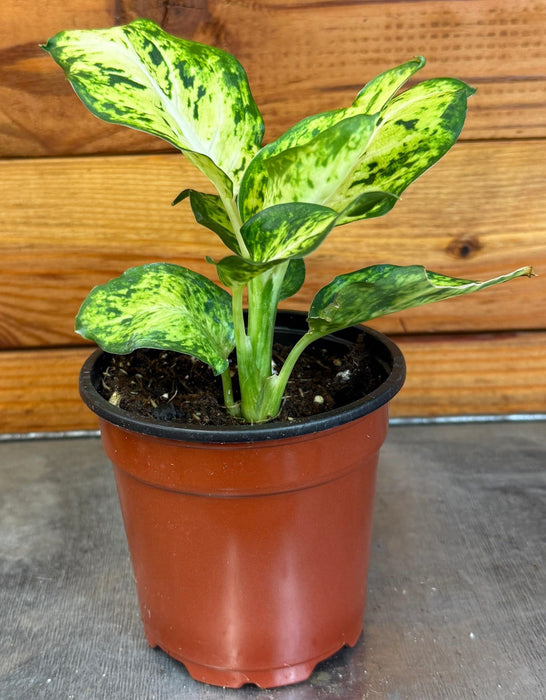 The Plant Farm® Houseplants Dieffenbachia Amy, 4” Plant