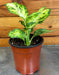 The Plant Farm® Houseplants Dieffenbachia Amy, 4” Plant
