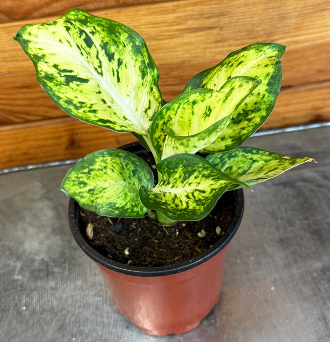 The Plant Farm® Houseplants Dieffenbachia Amy, 4” Plant