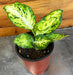 The Plant Farm® Houseplants Dieffenbachia Amy, 4” Plant