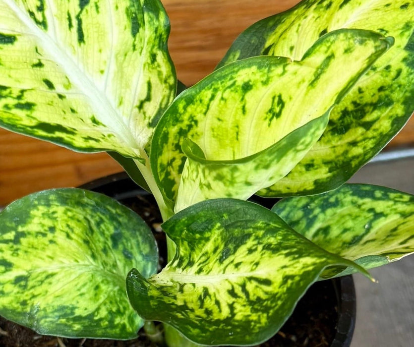 The Plant Farm® Houseplants Dieffenbachia Amy, 4” Plant