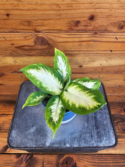 The Plant Farm® Houseplants Dieffenbachia Camille, 4" Plant