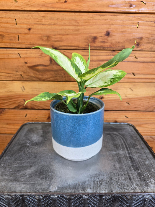 The Plant Farm® Houseplants Dieffenbachia Camille, 4" Plant