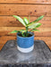 The Plant Farm® Houseplants Dieffenbachia Camille, 4" Plant