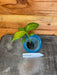 The Plant Farm® Houseplants Dieffenbachia Camouflage, Starter Plug