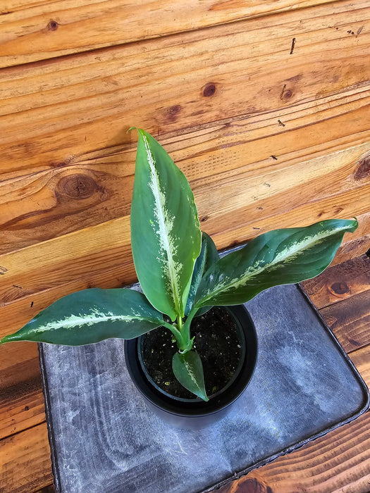 The Plant Farm® Houseplants Dieffenbachia Cougar, 4" Plant