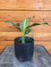 The Plant Farm® Houseplants Dieffenbachia Cougar, 4" Plant