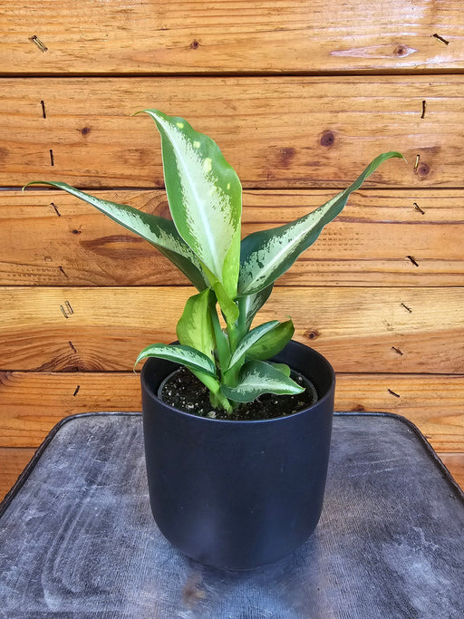 The Plant Farm® Houseplants Dieffenbachia Panther, 4" Plant