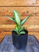 The Plant Farm® Houseplants Dieffenbachia Panther, 4" Plant