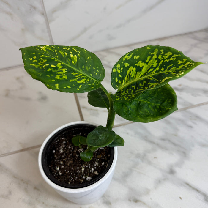 The Plant Farm® Houseplants Dieffenbachia Reflector, 4" Plant