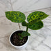 The Plant Farm® Houseplants Dieffenbachia Reflector, 4" Plant