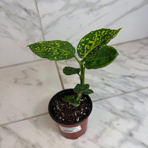 The Plant Farm® Houseplants Dieffenbachia Reflector, 4" Plant