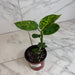 The Plant Farm® Houseplants Dieffenbachia Reflector, 4" Plant
