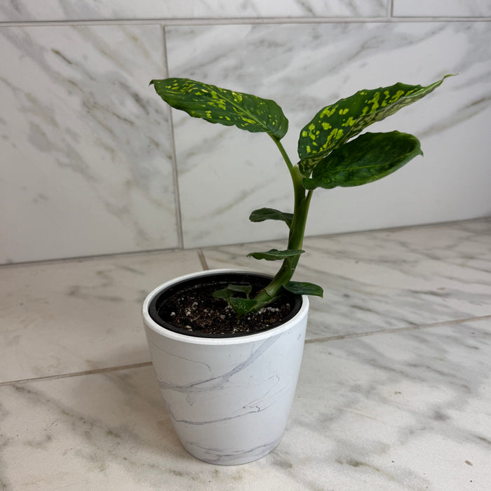 The Plant Farm® Houseplants Dieffenbachia Reflector, 4" Plant
