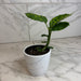The Plant Farm® Houseplants Dieffenbachia Reflector, 4" Plant