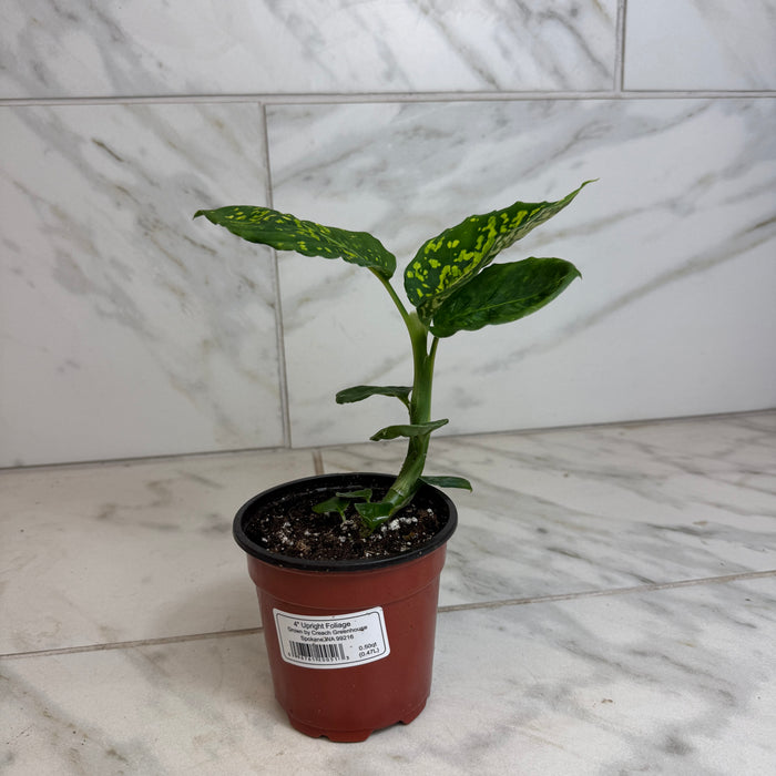 The Plant Farm® Houseplants Dieffenbachia Reflector, 4" Plant