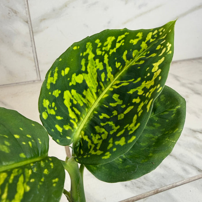 The Plant Farm® Houseplants Dieffenbachia Reflector, 4" Plant