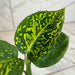 The Plant Farm® Houseplants Dieffenbachia Reflector, 4" Plant