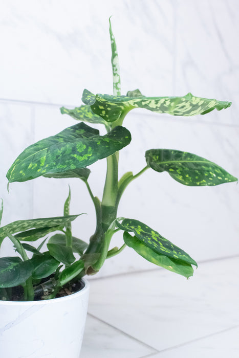 The Plant Farm® Houseplants Dieffenbachia Reflector, 4" Plant