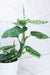 The Plant Farm® Houseplants Dieffenbachia Reflector, 4" Plant